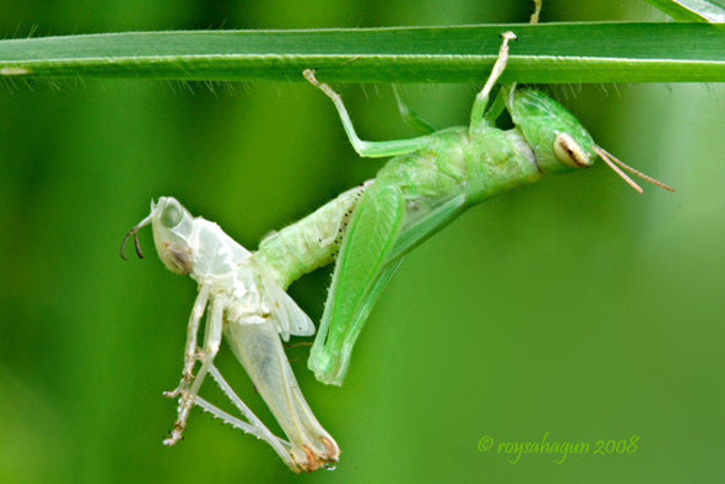 <p>molting or shedding of skin. allows them to grow , repair, regenerate limbs.</p>