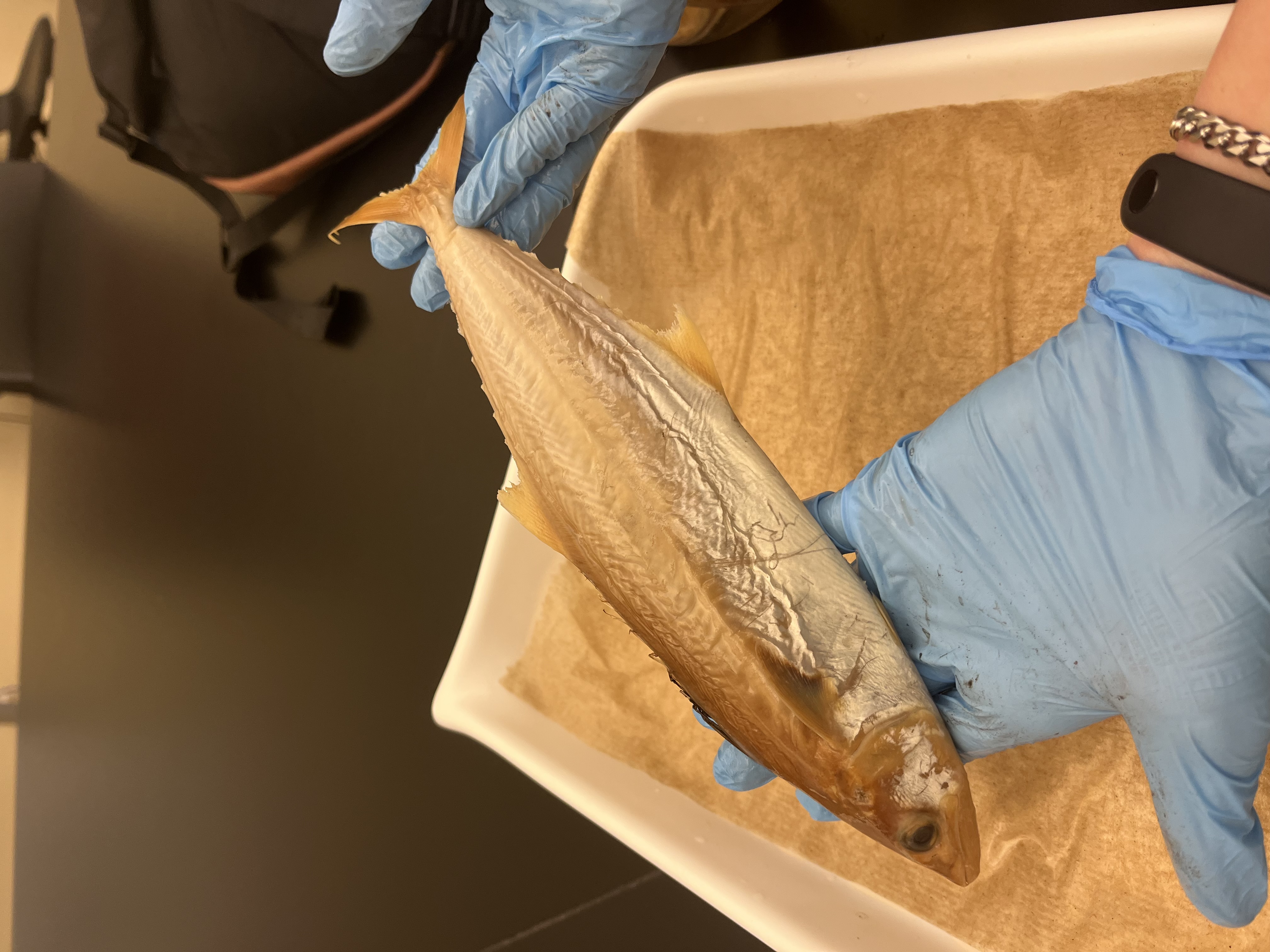<p>Mackerels and Tunas</p>