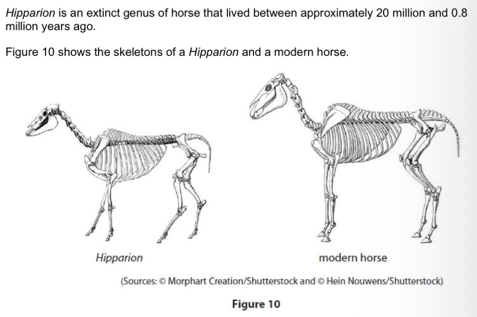 <p>Give one reason why scientists have concluded that the modern horses evolved from Hipparion.</p>