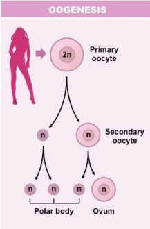 <p>Oogenesis</p>