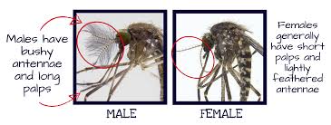 <ol><li><p>Piercing-sucking proboscis</p></li><li><p>Scales on wing veins</p></li><li><p>Hump-backed thorax</p></li><li><p>Males with long maxillary palps and highly plumose antennae</p></li><li><p>Females with short maxillary palps and less plumose antennae</p></li></ol><p></p>