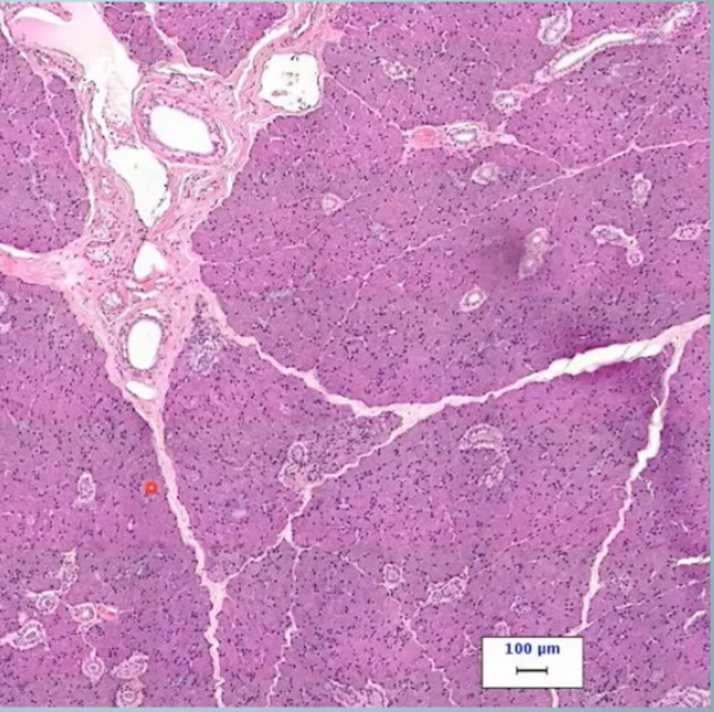 <p>what gland is this?</p>