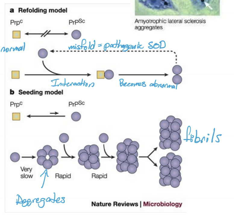 <ol><li><p>protein is misfolded</p></li><li><p>Misfolded protein causes other proteins to misfold </p></li><li><p>Misfolded proteins aggregate</p></li><li><p>aggregations become fibrils </p></li></ol><p></p>