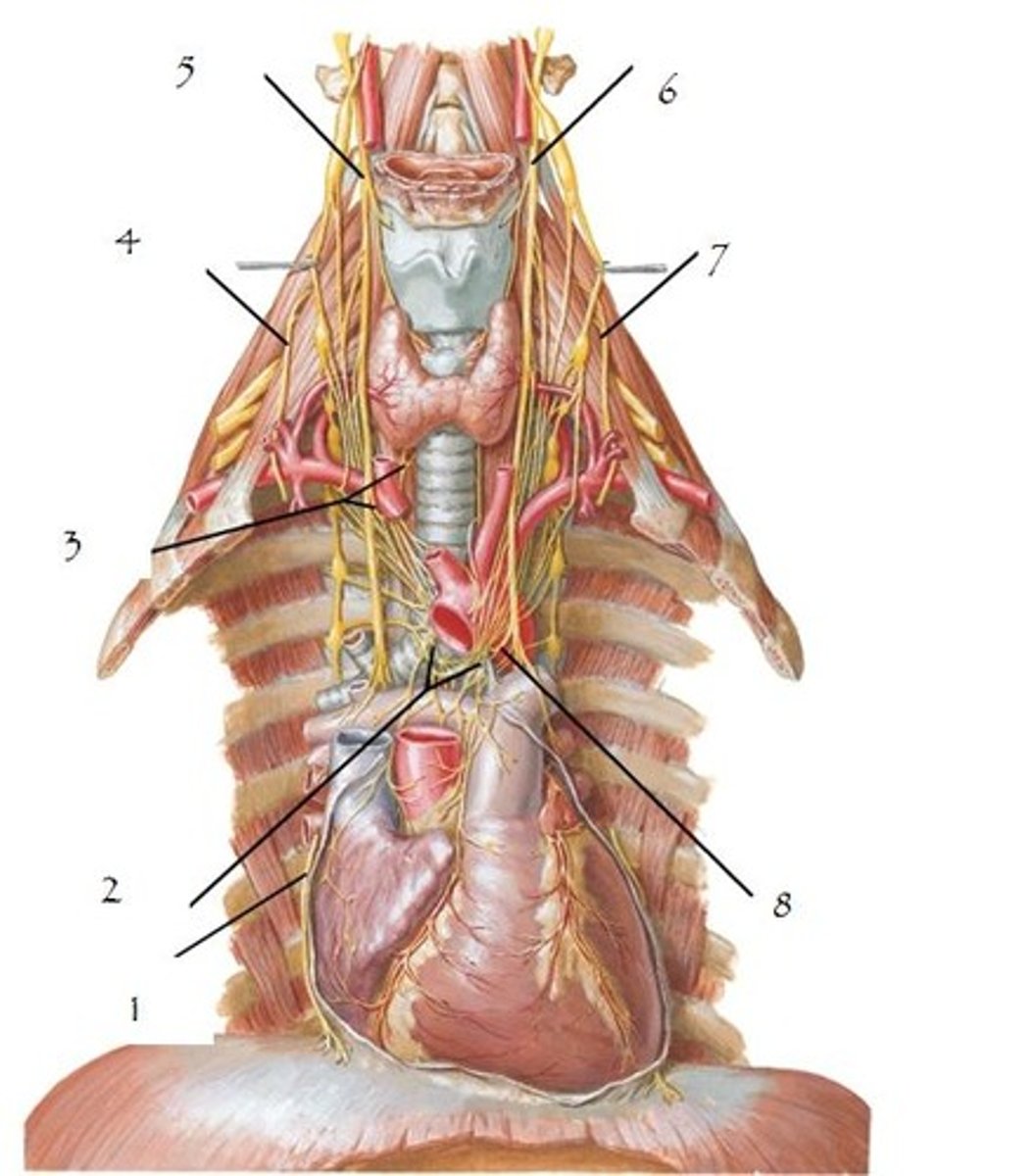 <p>Cranial nerve number X</p>