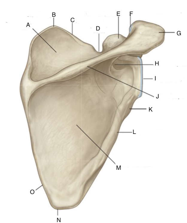 <p>C</p>
