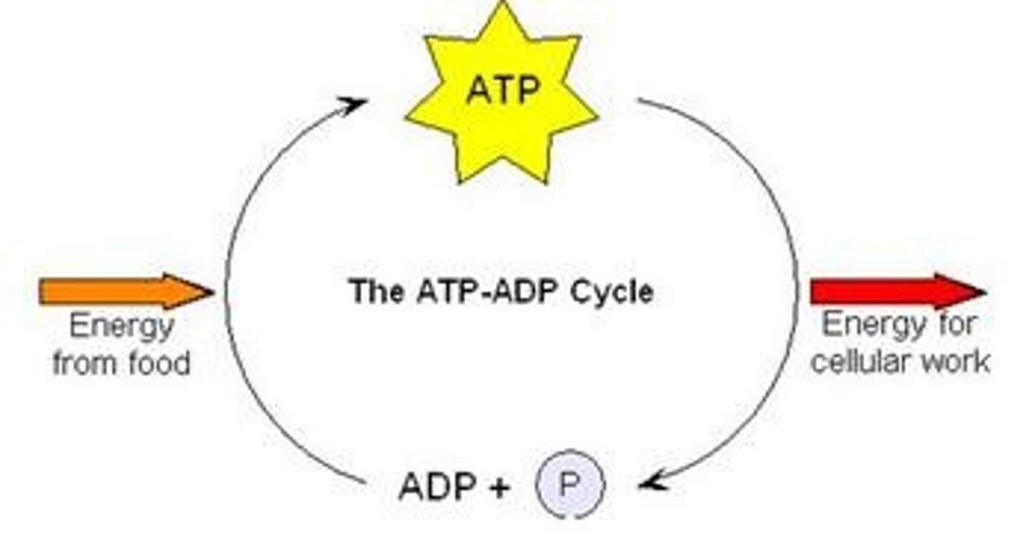 <p>To release energy from food and generate ATP for cellular work.</p>