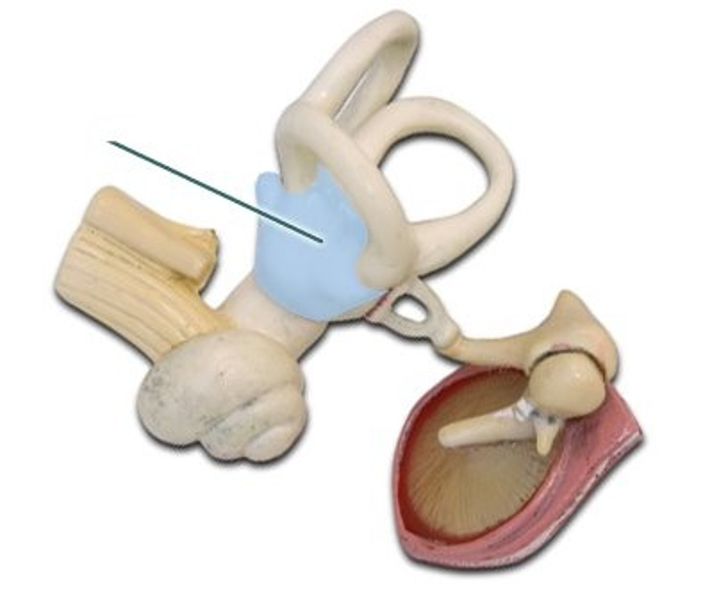 <p>Connects the cochlea and the semicircular canals</p>