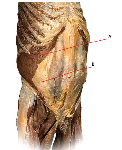 <p>What is A?</p>