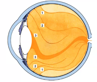 <ol><li><p>pre retinal tract : separates tge vit cortex from intermediate substance </p></li><li><p>median and coronary tracts : running to median and coronary ligaments of the pars plana </p></li><li><p>hyaloid tract: seperates intermediate substance from central channel </p></li></ol><p></p>