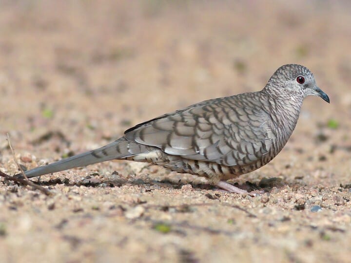 <p>Columbiformes</p><p>Columbidae</p>