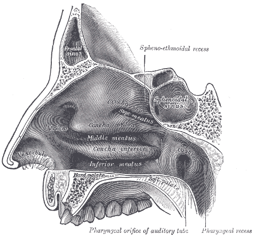 <p>Mbi formohet meatus nasi superior, ndërsa nën të formohet meatus nasi medius.</p>