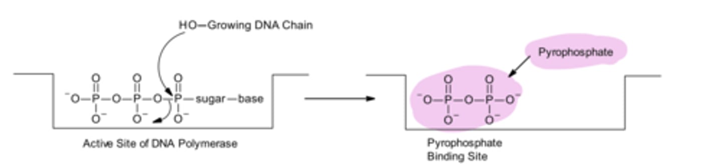 <p>During the addition of a nucleotide to a growing DNA chain, a triphosphate is required Once the new nucleotide is added, pyrophosphate momentarily occupies what is known as the pyrophosphate ___ ___</p>