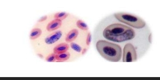 <ol><li><p>Identify pic</p></li><li><p>Disease </p></li><li><p>Host</p></li><li><p>Vector</p><p></p></li></ol>