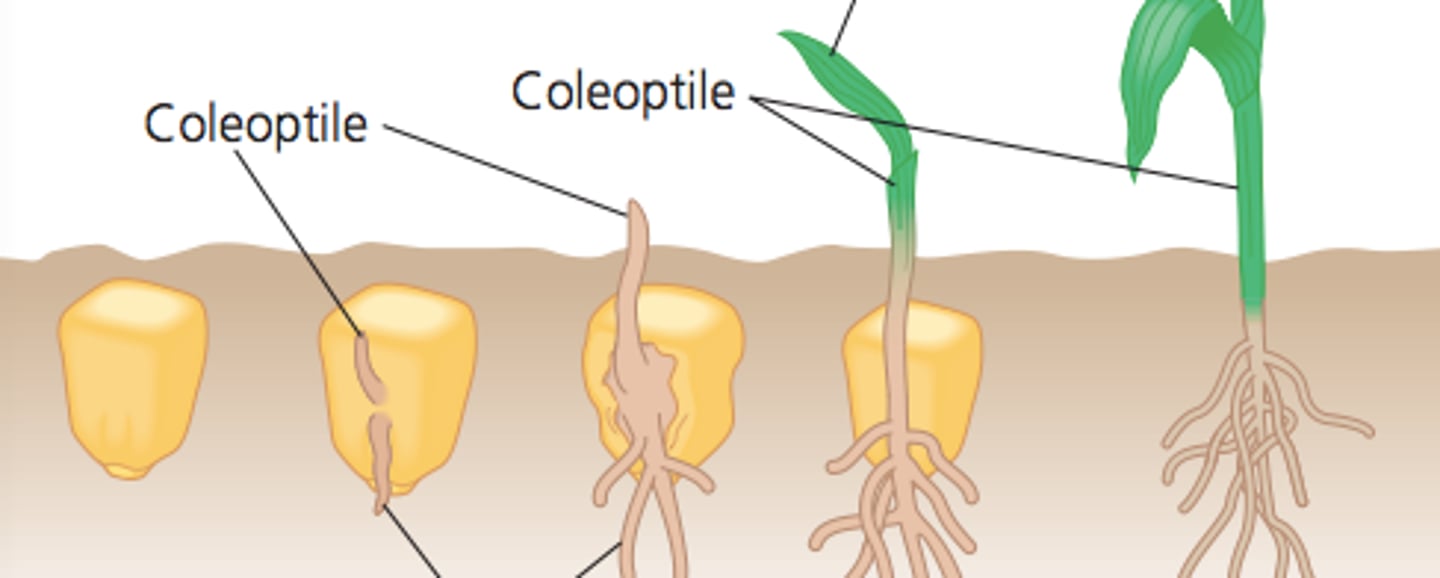 <p>Covers and protects the shoot as it grows upward (monocots)</p>