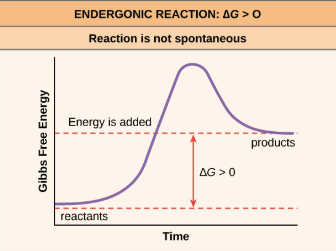 <p>Energy ENTERS the reaction, +DeltaG to products </p><ul><li><p>Requires energy to occur</p></li><li><p>Anabolic</p></li><li><p>Non--spontaneous</p></li></ul><p></p>