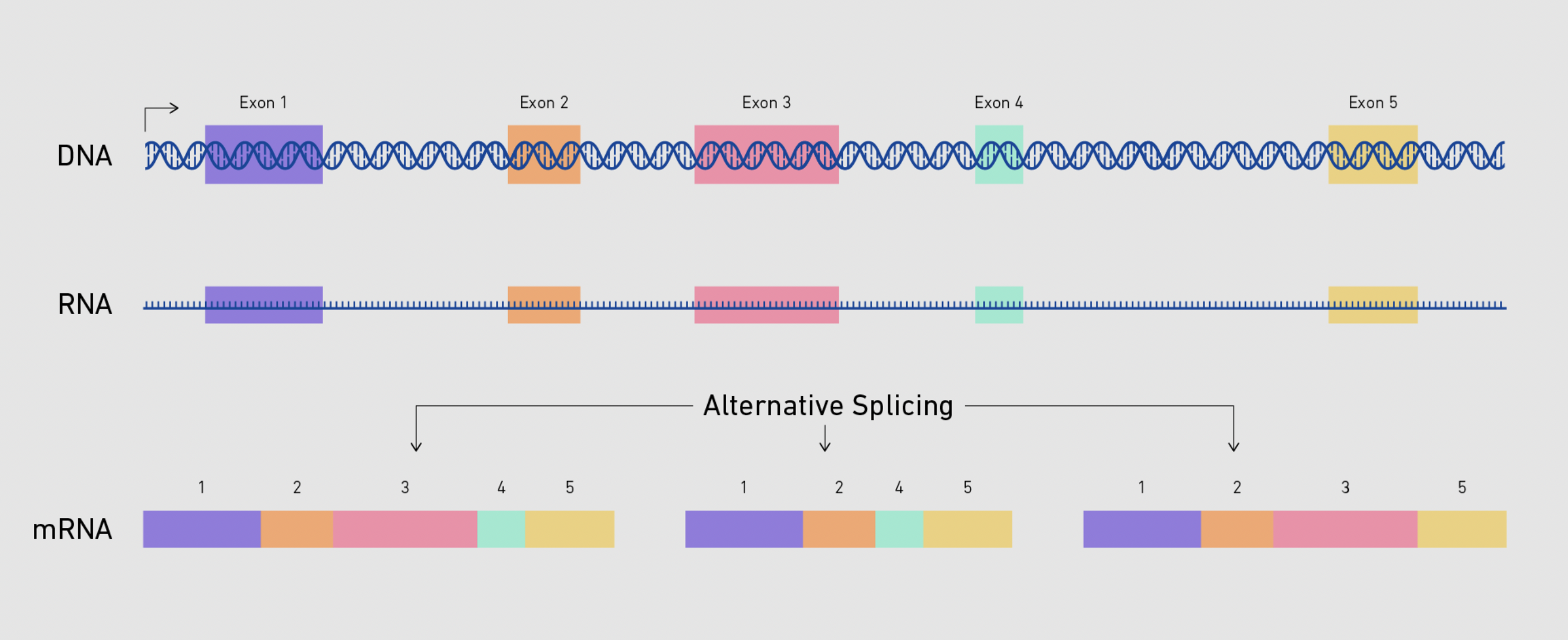 
1. modifying the RNA molecule produced from transcription to prepare it for RNA export
2. takes place in nucleus
3. involves:

   
   1. spliceosome (protein that removes introns and joins exons together)
   2. GTP (methyl) - added to 5’ end of RNA
   3. Adenine - added to 3’ end of RNA 
4. result: mature mRNA produced 

   
   1. introns removed from pre-mRNA and exons rejoined
   2. GTP cap (5’) and poly-Adenine tail (3’) added (protects ends from degredation by exonucleases in cytoplasm and assists with translation initiation) 

\
*important regulatory process with splicing: ALTERNATIVE splicing* 