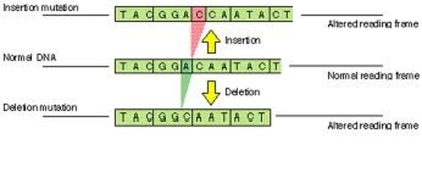 <p>A mutation involving the addition of one or more nucleotide pairs into a DNA sequence, which can cause a frameshift.</p>