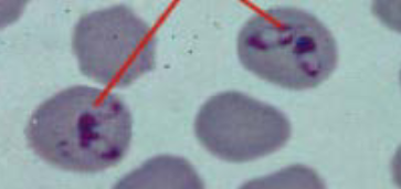 <p>What is this? </p>