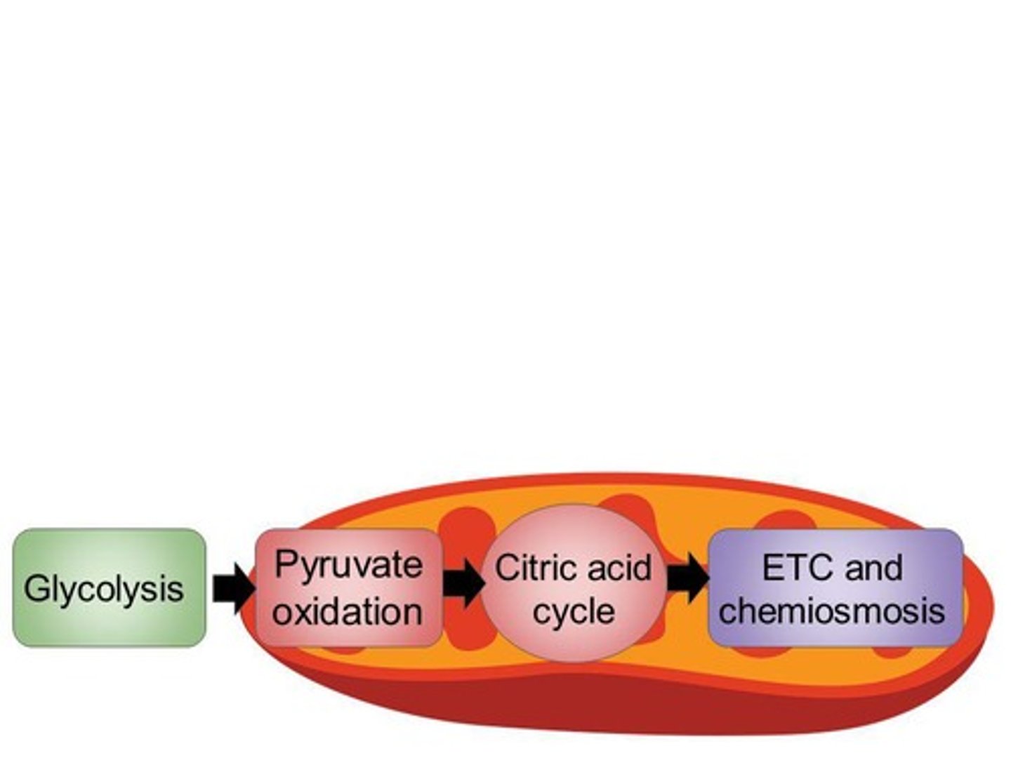 <p>The process by which cells harvest chemical energy stored in organic molecules to generate ATP.</p>