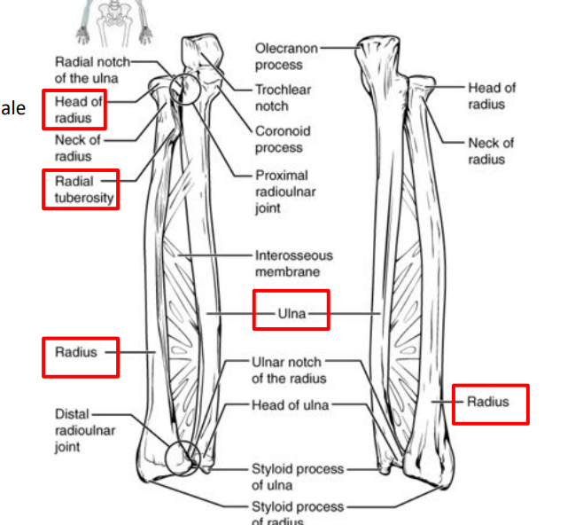 <p>similar to the humerus there is a bump towards the proximal epiphysis of the radius!</p>