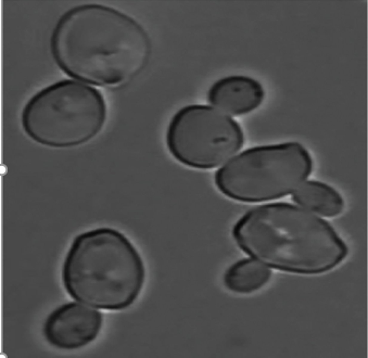 <p>Can be used to study live organisms and other structures that may be destroyed in staining process (cell cycle)</p><p>Used to visualize specimen with transparent or colorless properties</p>