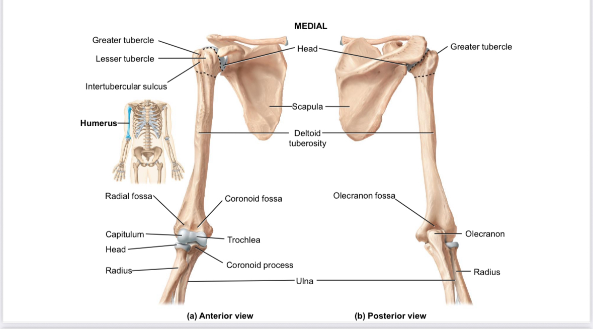 <p>Humerus: deltoid tuberosity</p>