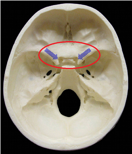 <p>Openings in the bases of the lesser wings through which the optic nerves (cranial nerve II) enter the orbits to serve the eyes</p>