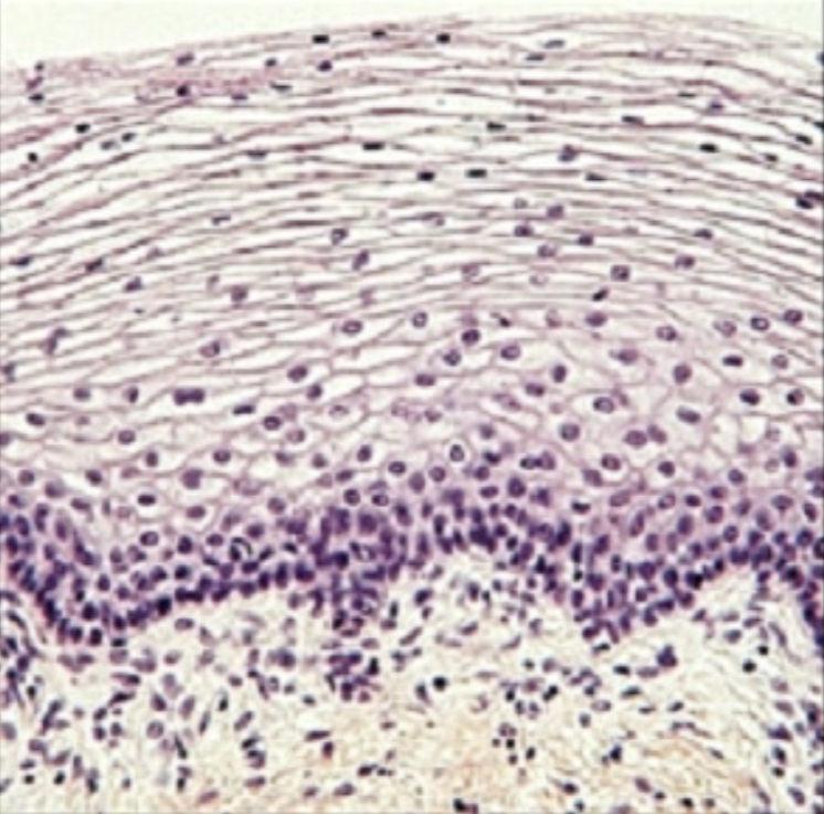 <p>What is the function of the stratified squamous epithelium tissue?</p>