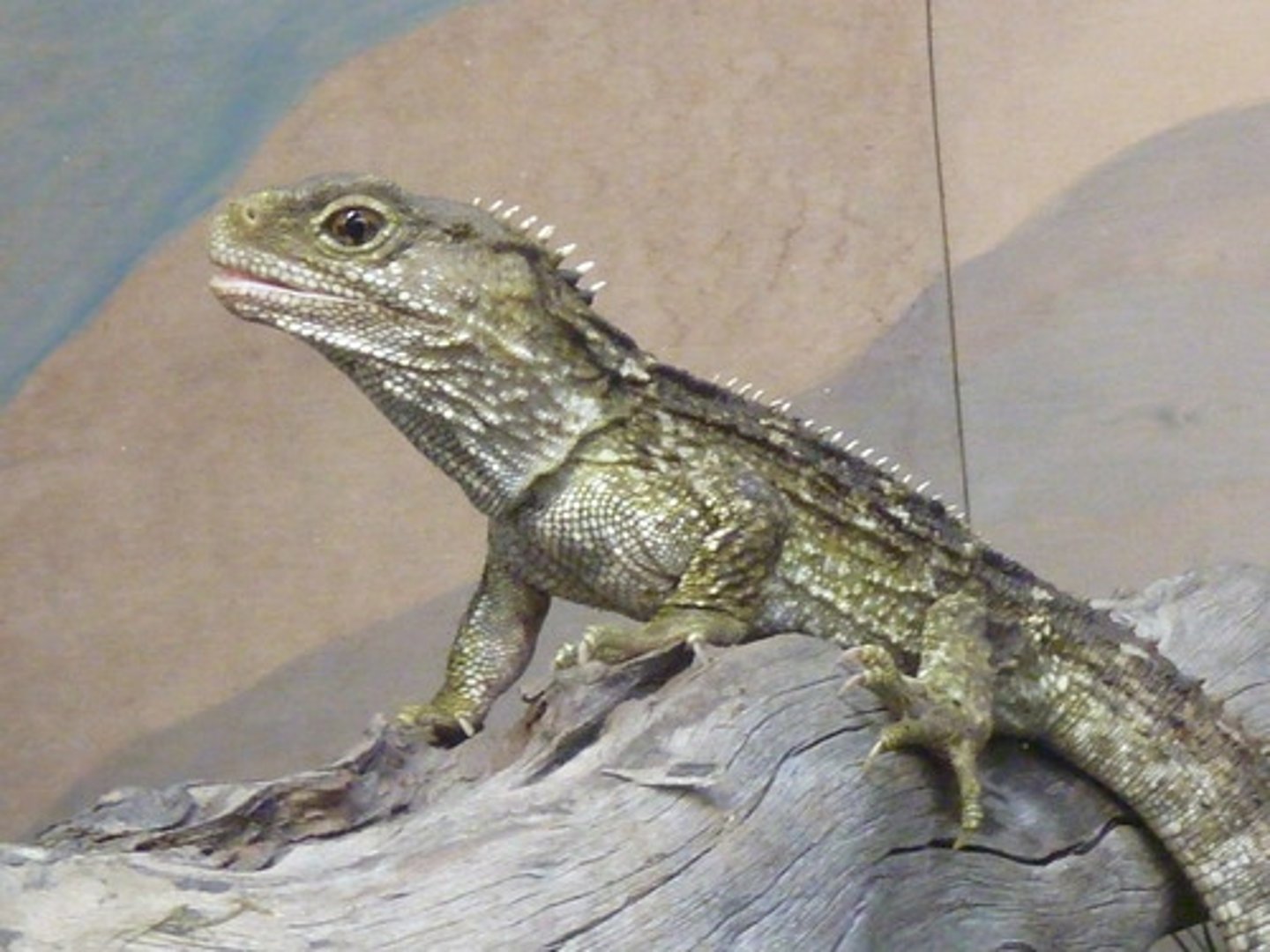 <p>These are rare lizard-like reptiles</p><p>-in order Sphenodonta</p><p>-only 2 living species</p><p>-parietal eye</p><p>-threatened by rats and grazing</p><p>-retain huge diapsid opening</p>