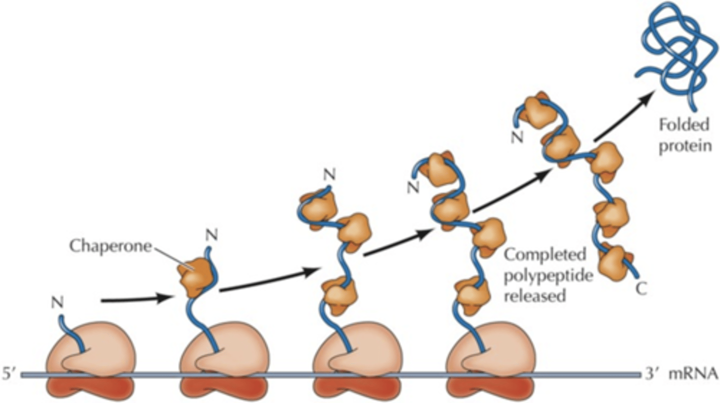 <p>special proteins that post-translationally fold proteins properly</p>