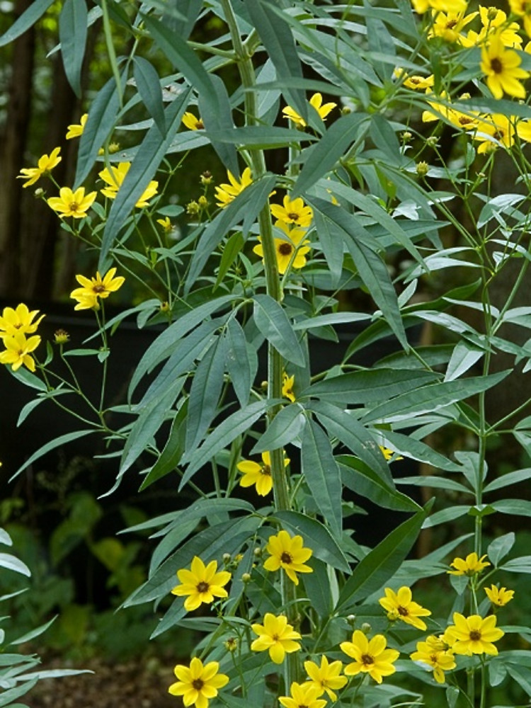 <p>A towering perennial with slender stems, divided leaves, and bright yellow daisy-like flowers.</p><ul><li><p>very tall</p></li><li><p>larger than cultivar</p></li><li><p>foliage is more coarse</p></li></ul><p></p>