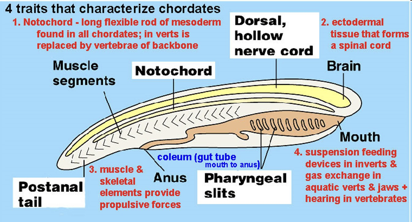 <p>Chordata Characteristics (4 Major Characteristics)</p>