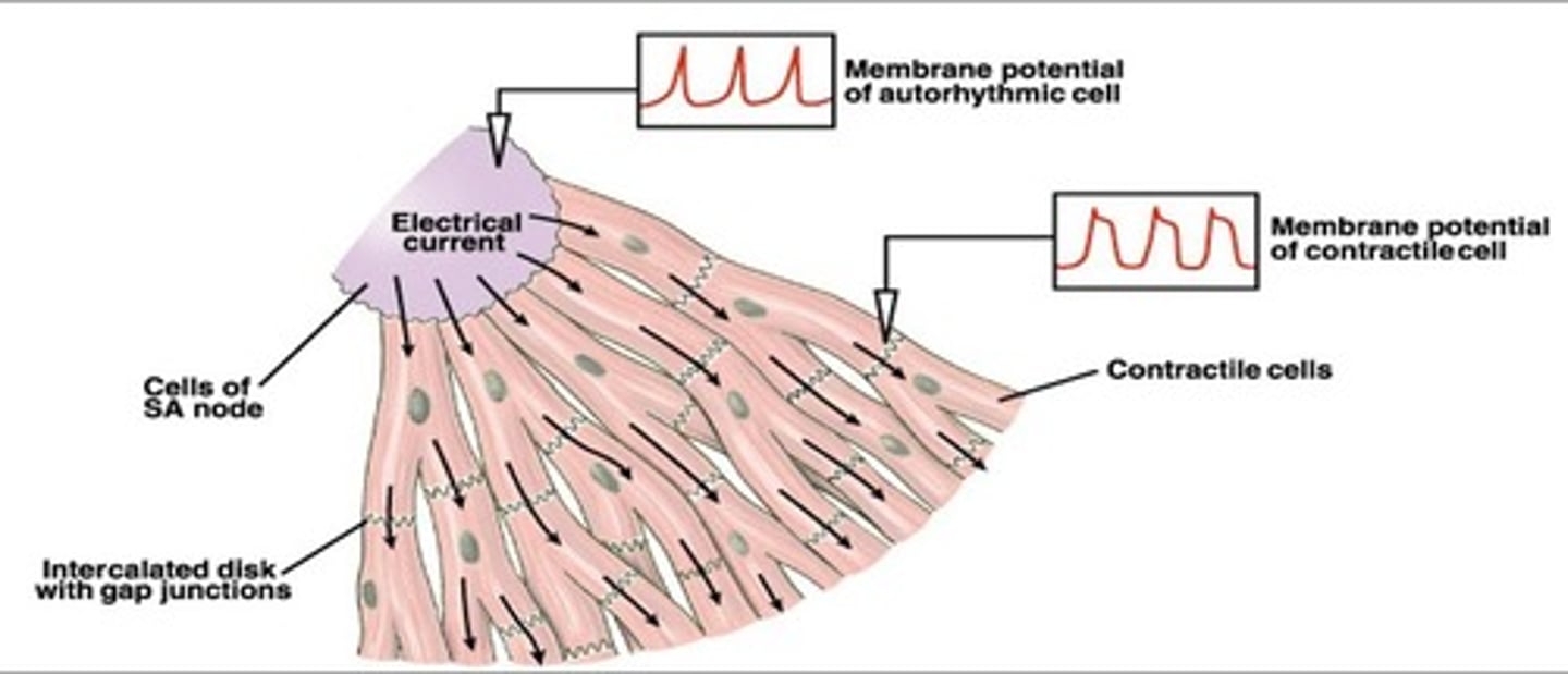 <p>Pacemaker initiating heart rhythm through depolarization.</p>