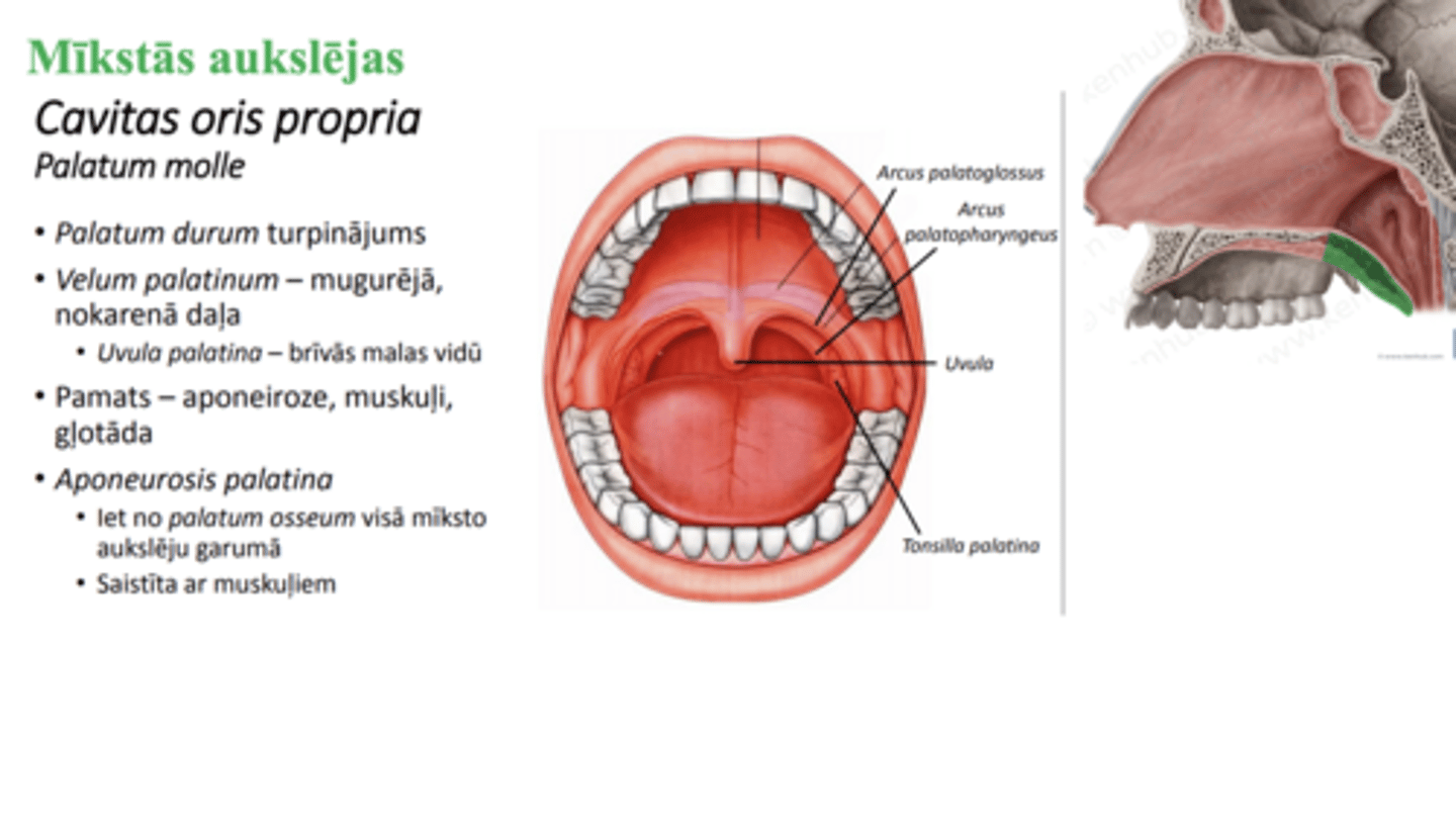 <p>velum palatinum</p><p>uvula</p><p>laterāli brīvā mala pāriet 2 lokos:</p><p>arcus palatoglossus - beidzas radix mēles</p><p>arcus palatopharyngeus- beidzas rīkles sānu sienā</p><p>starp lokiem = fossa tonsillaria--> tonsilla palatina</p>