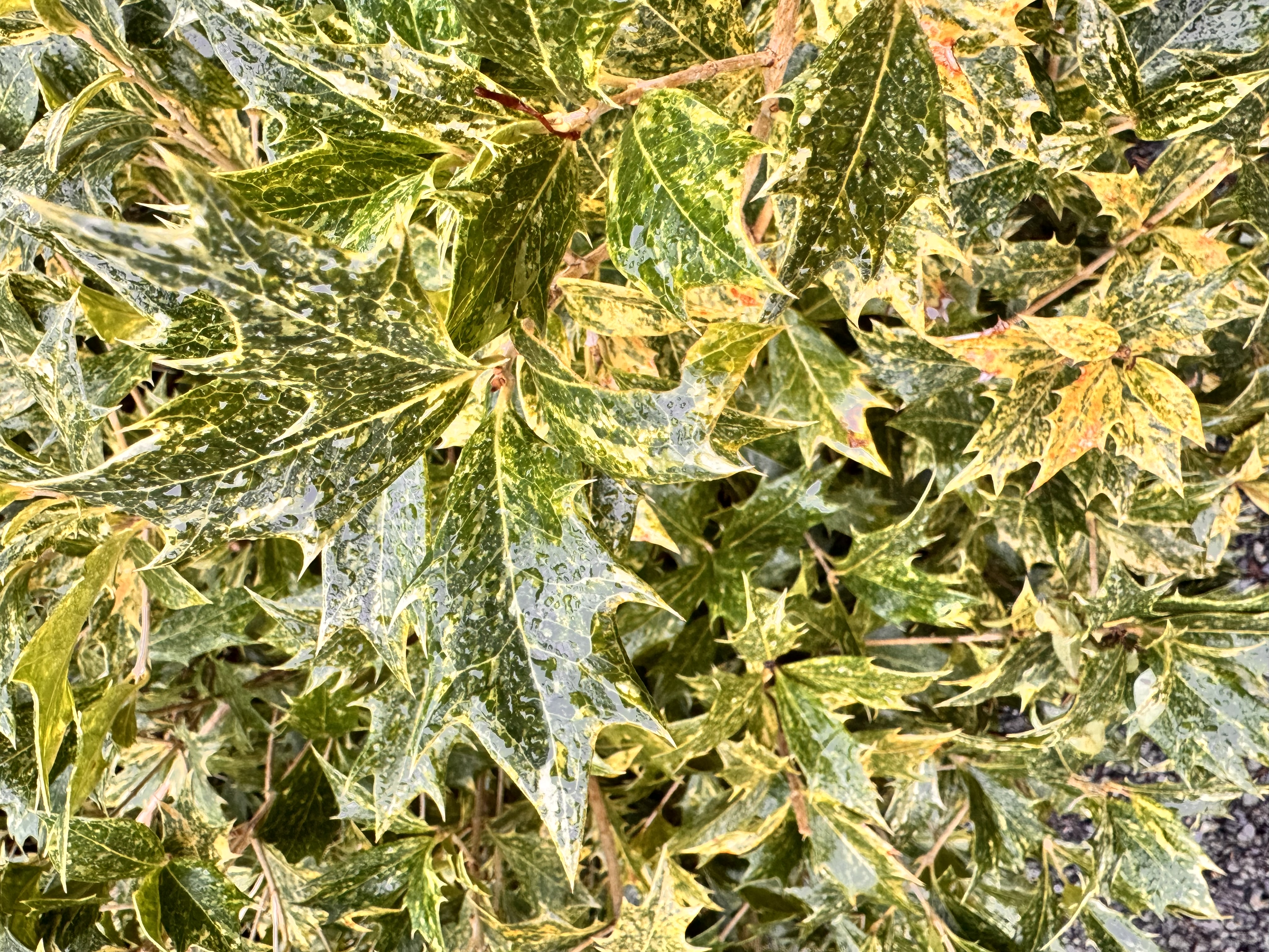 <p>“False holly”</p>