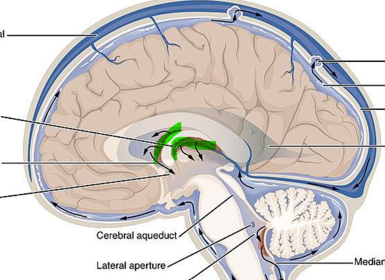 <ul><li><p><strong><u>FUNCTION </u></strong> - makes/forms the cerebrospinal fluid (CSF) </p></li></ul><p></p>
