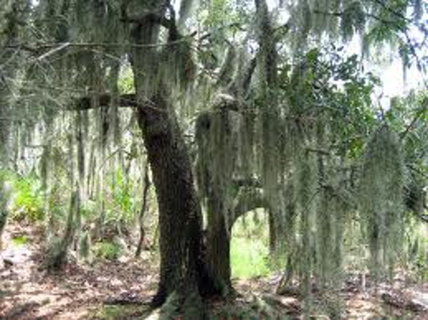 <p>A symbiotic relationship in which one organism benefits and one remains unaffected</p>