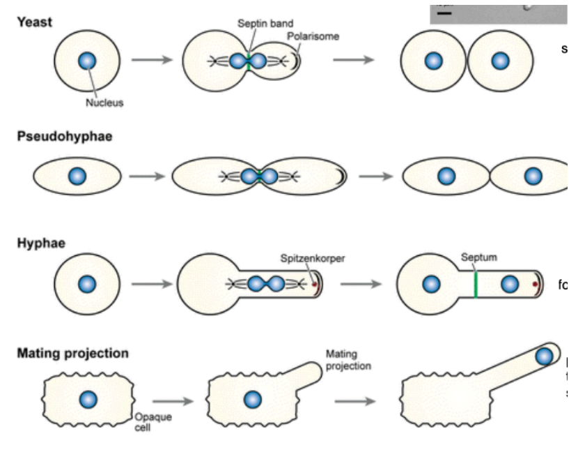 <p>Yeast: circular fungi that reproduce by budding</p><p>Pseudohyphae: reproduce by budding - budded cell attaches to parent to form chain</p><p>Hyphae: yeast cell that emits a tail-like projection for budding</p><p>Mating Projection: rare - cell extends appendage for mating</p>
