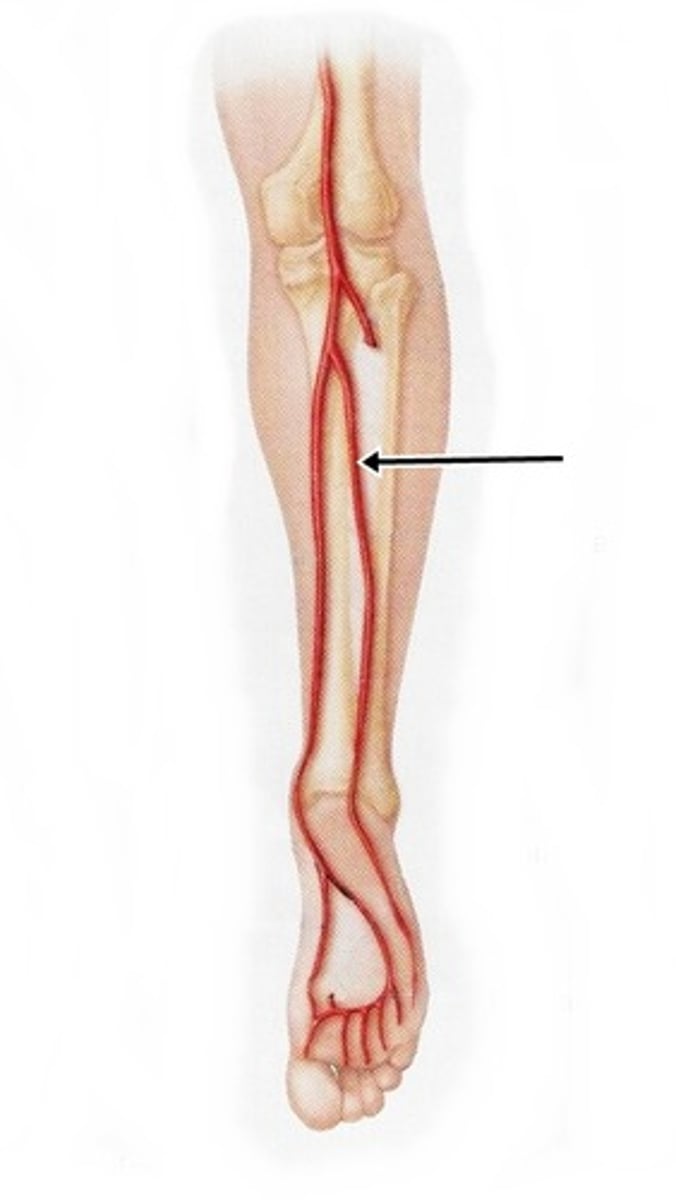 <p>Area supplied: Lateral compartment leg muscles and the flexor hallucis longus muscle</p><p>Terminal branch: N/A</p><p>Relationship: Descends through the deep compartment of the posterior leg</p>