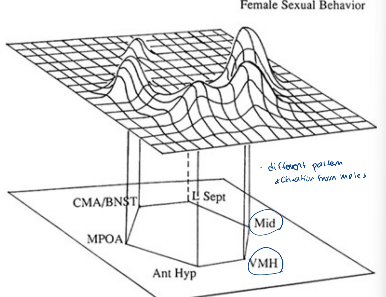 <p>lateral septum is not active</p>