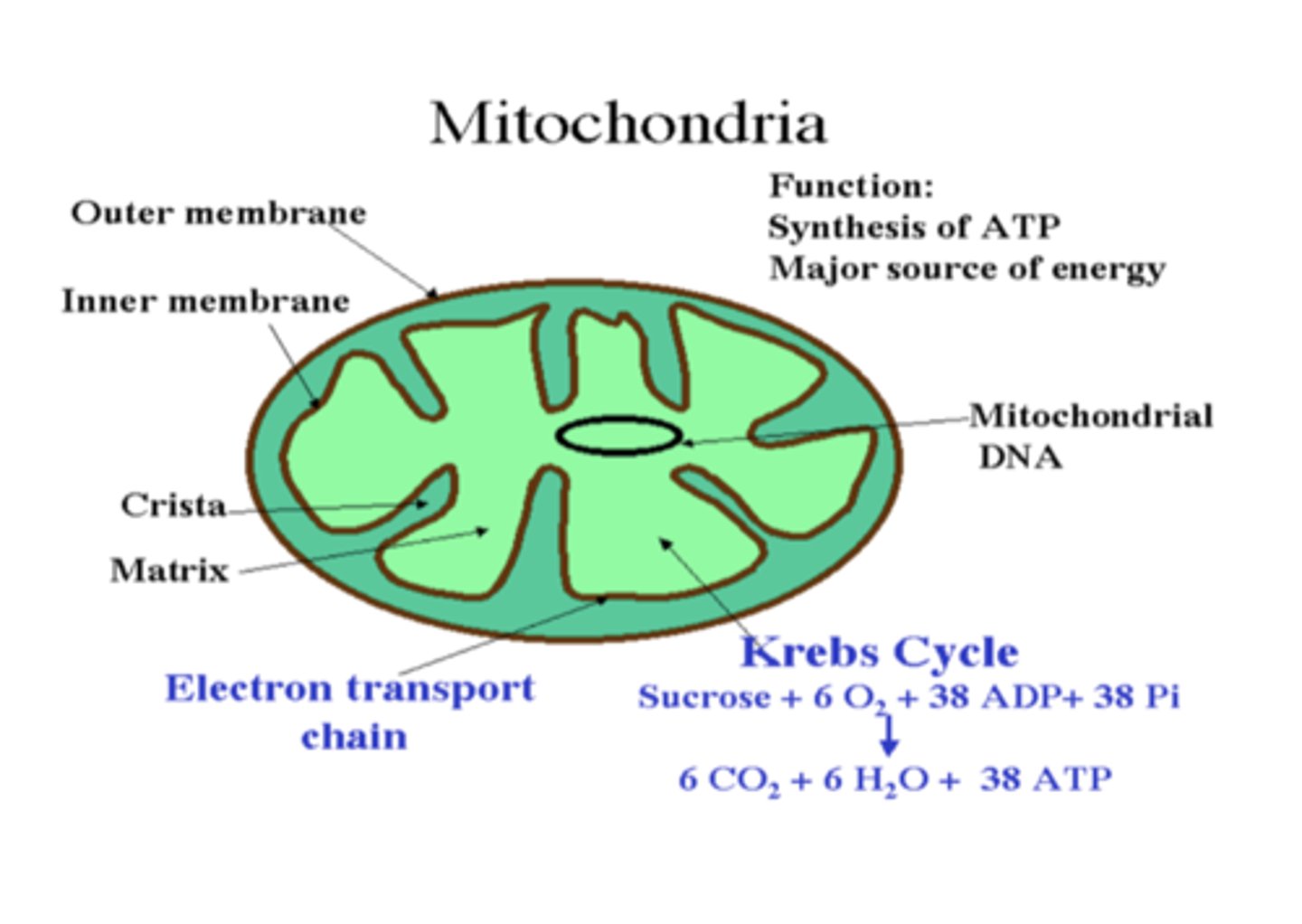 <p>The inner membrane of the mitochondria convolutes into what? What does this increase? </p>
