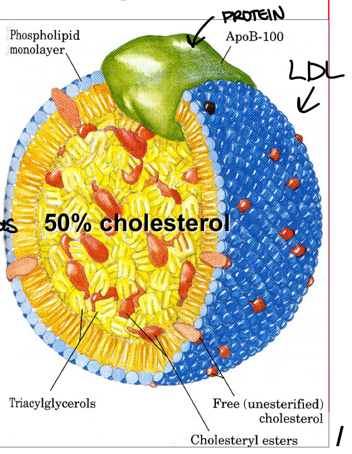 <p>APOLIPOPROTEIN (APOB-100) </p>