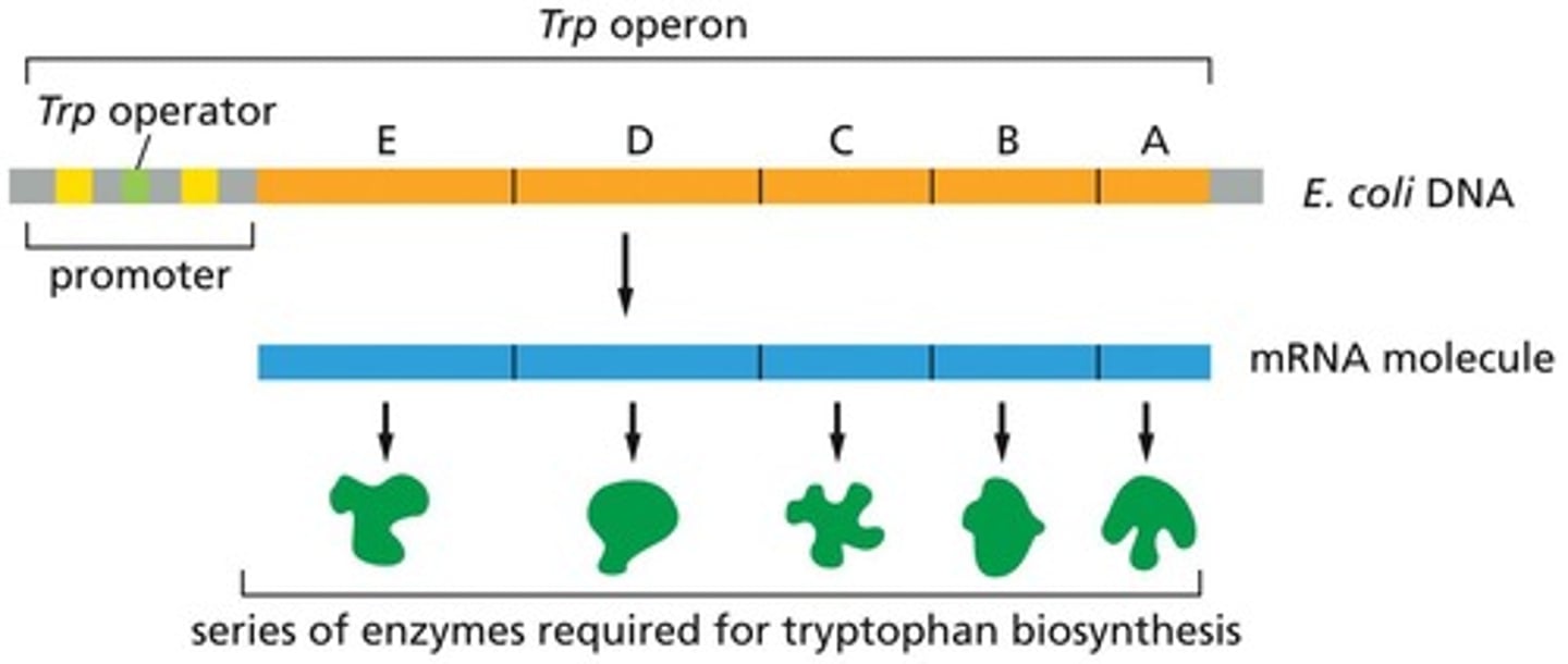 <p>An operon that regulates the synthesis of tryptophan in bacteria.</p>