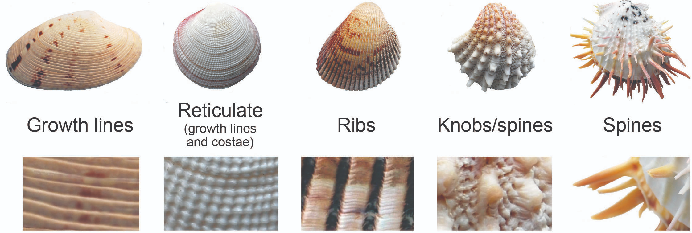 <p>Phylum?Class?<br>Symmetry? Tissue type?<br>Cavity?</p>