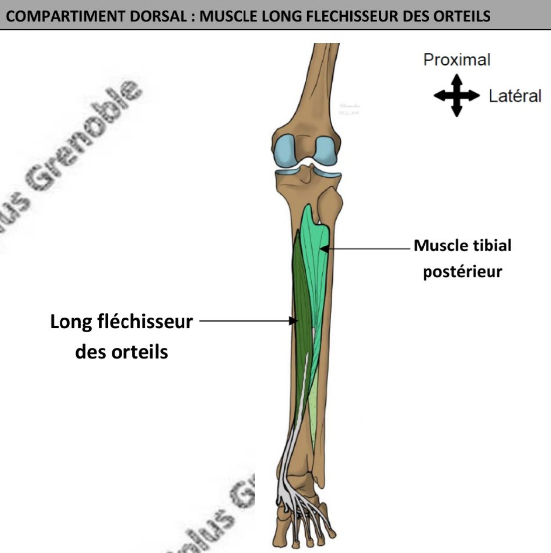 <ul><li><p>vertical long du bord médiale → sillon malléolaire médial en dehors muscle court fléchisseurs orteils → vers avant et dehors → face plantaire </p></li></ul><p></p>