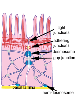 <p>Cell to cell connection; glycoproteins are like a natural, biological glue; filaments=protein wire</p>