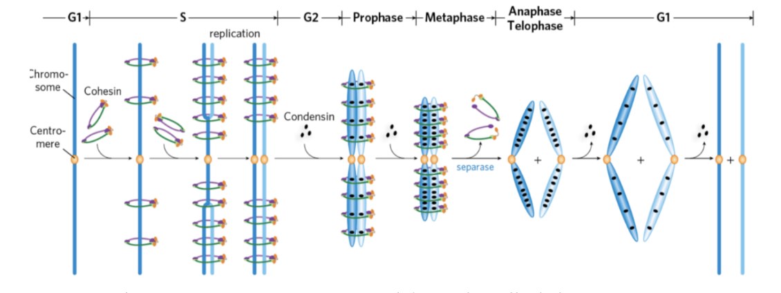 <ol><li><p>Under S-fas och replikation binder cohesin kring kromosomen för att hålla samman systerkromatiderna.</p></li><li><p>Under profas binder kondensin in.</p></li><li><p>Vid anafas kommer separas att avlägsna cohesin vilket gör att systerkromatiderna separeras.</p></li><li><p>När de har separerats kommer kondensin avlägsnas och dotterkromosomerna återgår till att packas tätare.</p></li></ol>