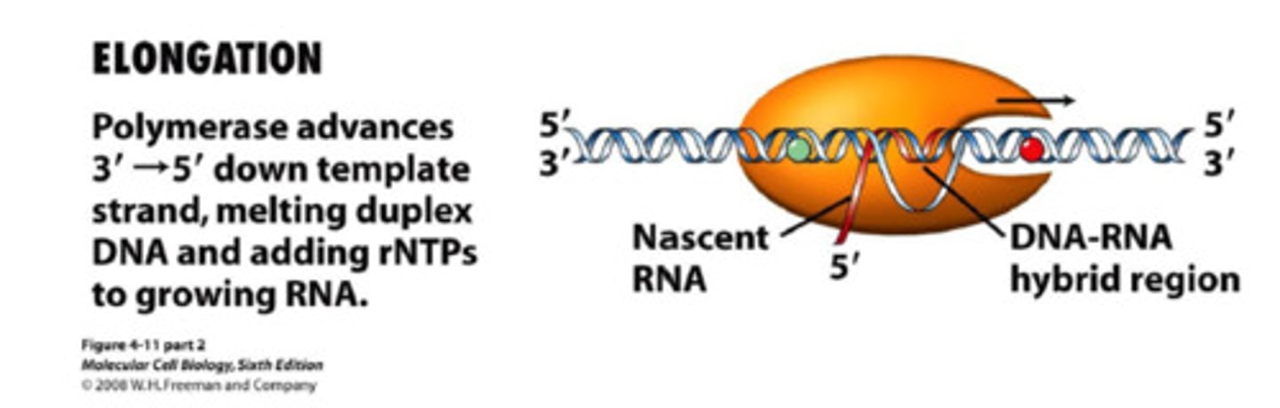 <p>RNA nucleotides are added to the chain</p>