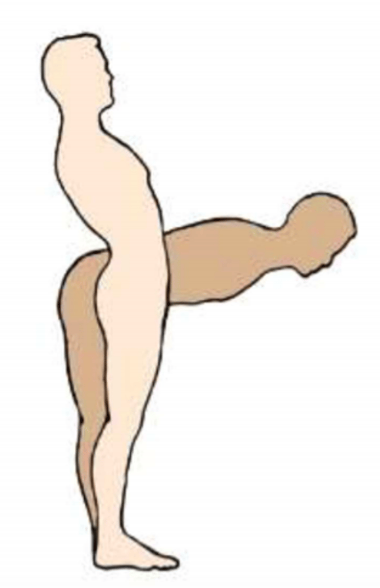 <p>Flexion &amp; Extension of vertebral column</p><p>Flexion (bending forward)</p><p>Extension (bending backward)</p>