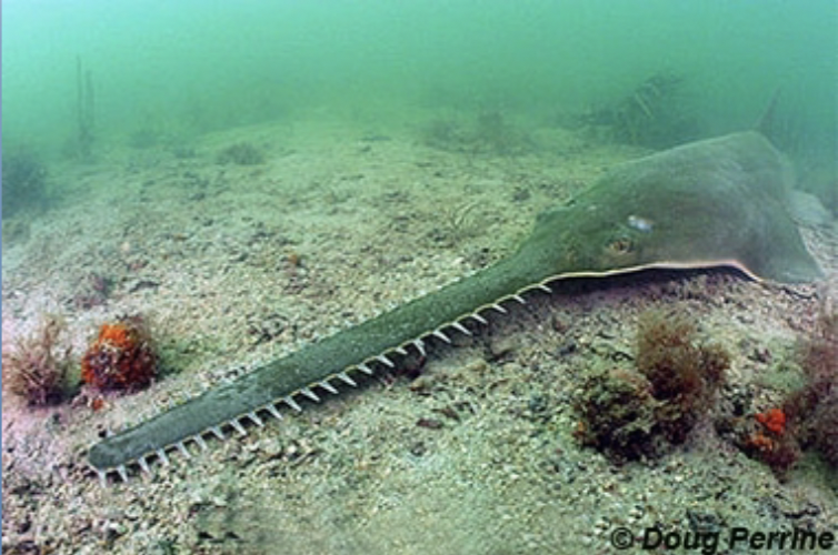 <p>It’s a smalltooth sawfish!</p><p>• Moderately depressed body, snout with 24 or more teeth on each side</p><p>• Habitat: Estuaries, lower parts of rivers, shallow coastal waters</p><p>• Reproduction: Lecithotrophic viviparous</p><p>• Diet: crustaceans, mollusks</p><p>• IUCN status: Critically endangered</p><p>• Threats: harvest, bycatch</p>